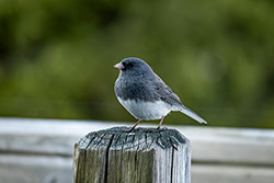 Photos Junco Ardoisé